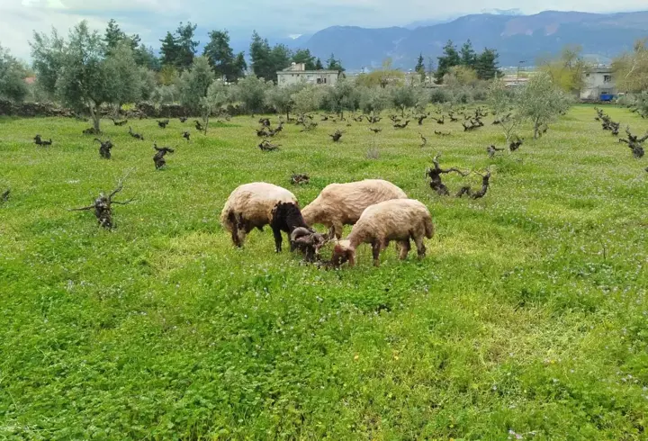 Sokak köpeklerinin saldırdığı koyun telef oldu 