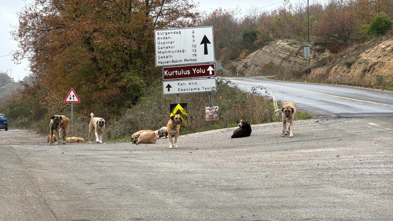 Samsun'da ölü bulunan 9 köpekten alınan doku örnekleri teste gönderildi