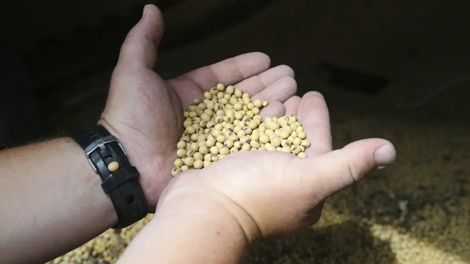 Çin, ABD'li soya üreticilerinin hevesini kursağında bıraktı