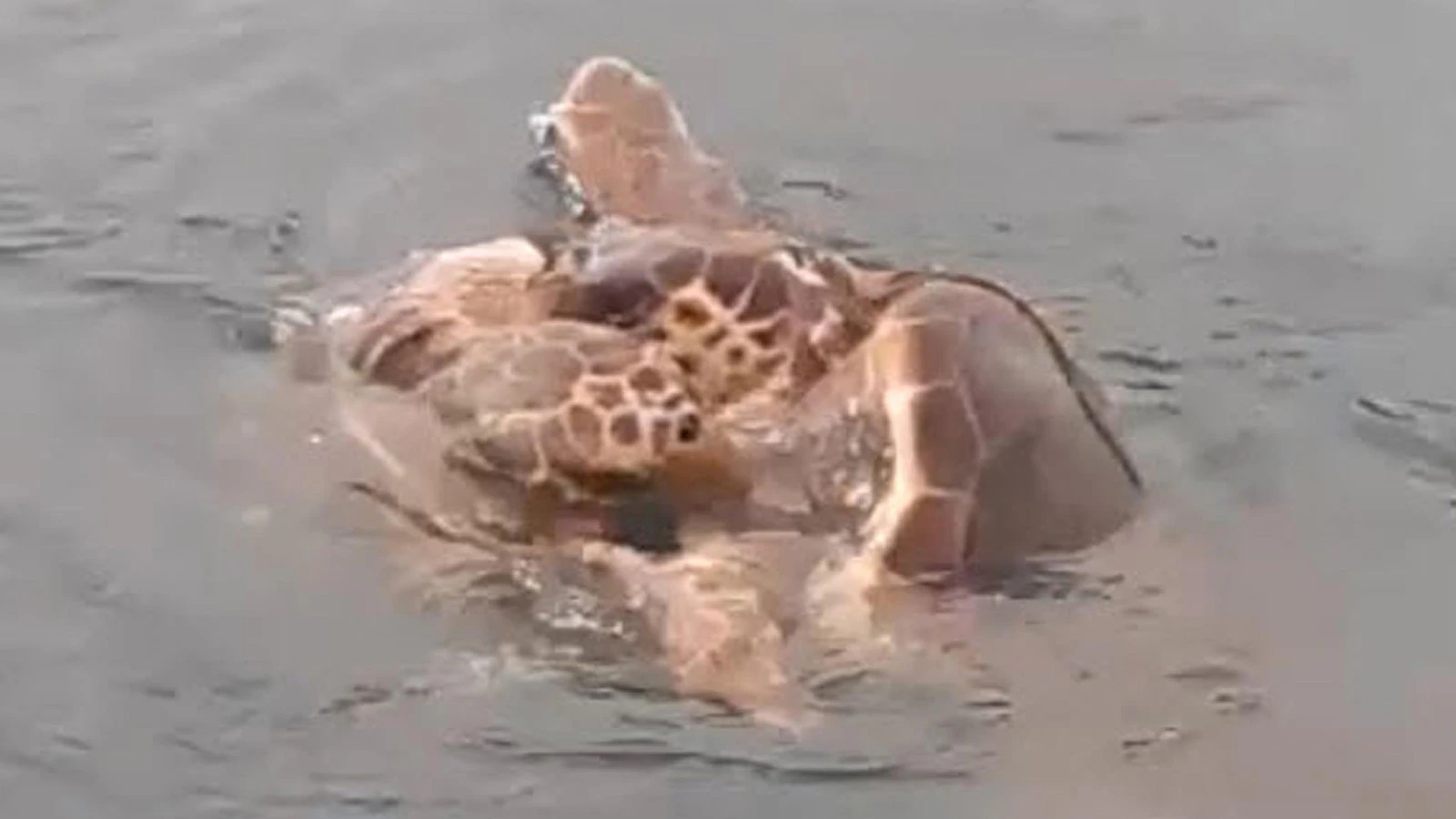 Caretta carettaların çiftleşme döneminde sessizlik uyarısı