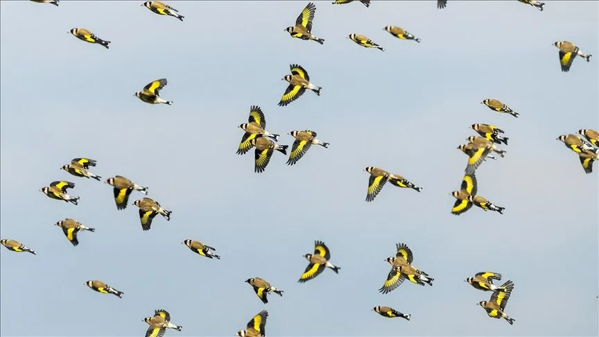 Saka kuşları sürüler halinde görüntülendi