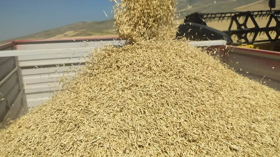 TMO, arpa ithalatına ilişkin ihalede en uygun teklifleri belirledi