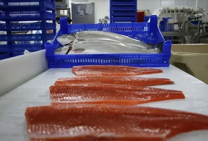 Doğu Karadeniz’den Türk somonu ihracatında 8,6 milyon dolar gelir elde edildi