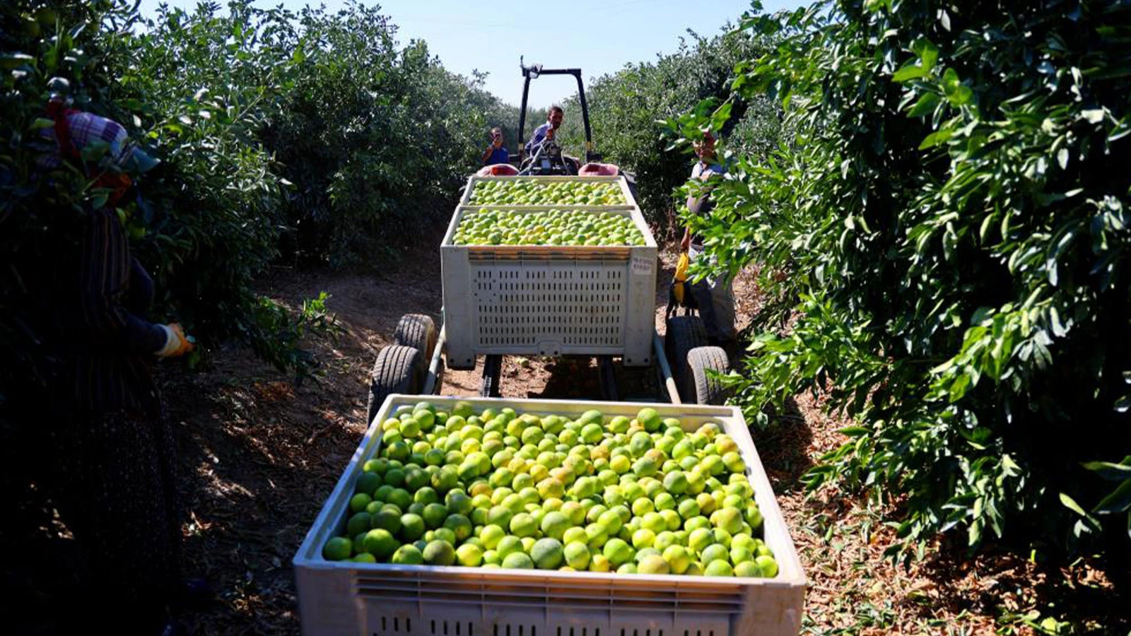 Mandalinada hasat zamanı: Kilosu 8-15 TL arasında