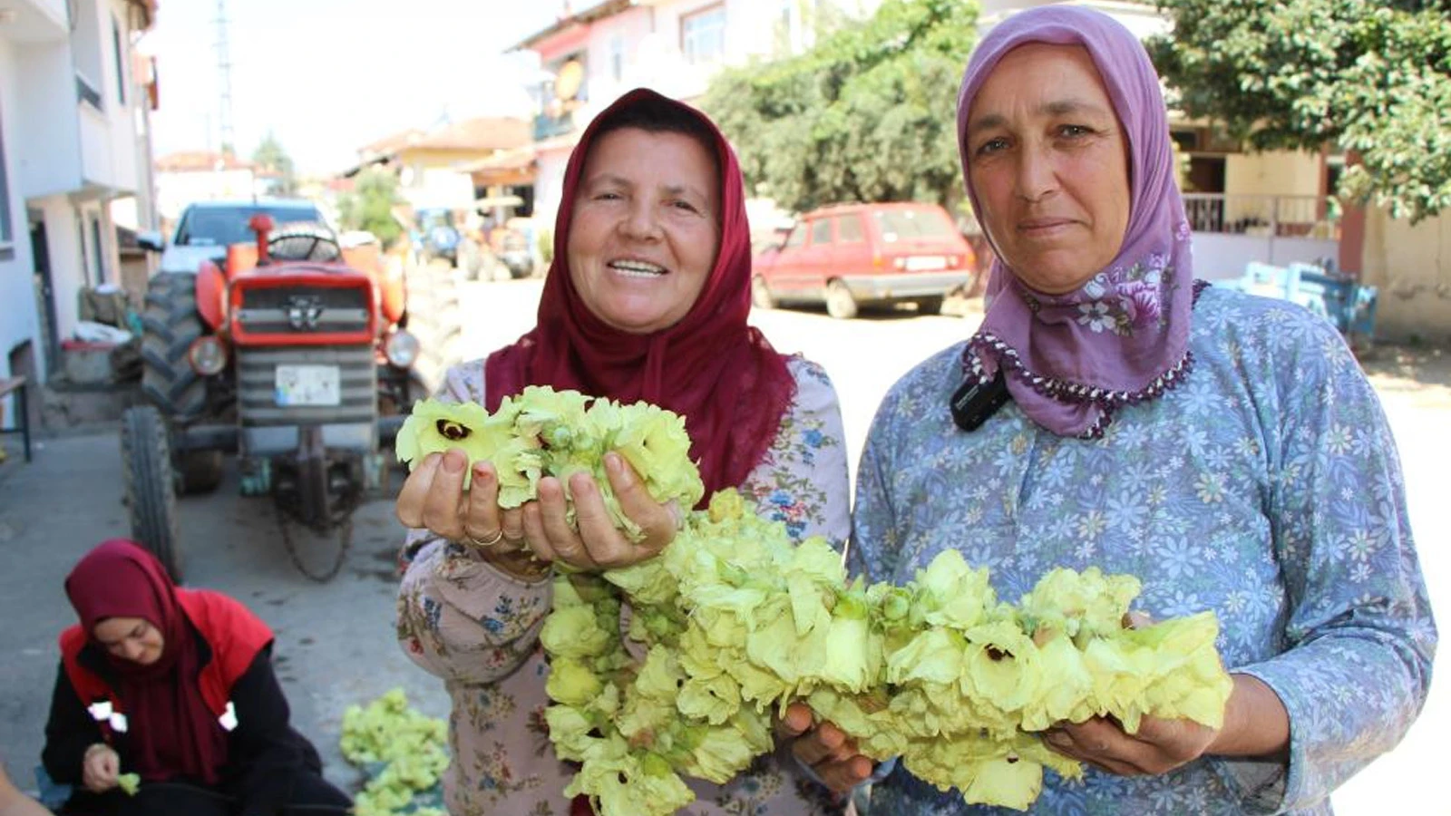 Tarlada "altın" mesaisi: Amasya'nın meşhur çiçek bamyası topla topla bitmiyor