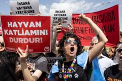 AYM'nin 'sokak hayvanları' kararına hayvan hakları savunucuları ne diyor? 