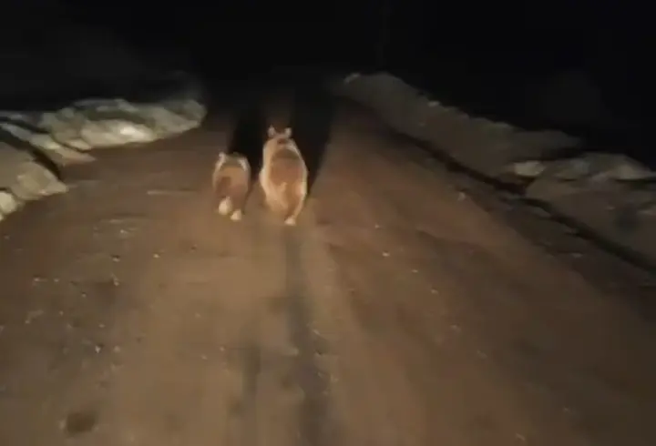 Siirt’te köy yoluna inen ayı ve yavrusu kamerada