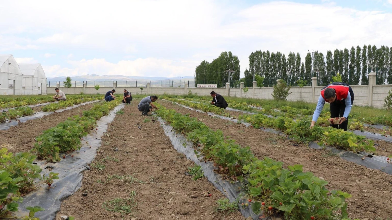 Ağrı tarımında yeni dönem! Üretimi hızla yayılıyor