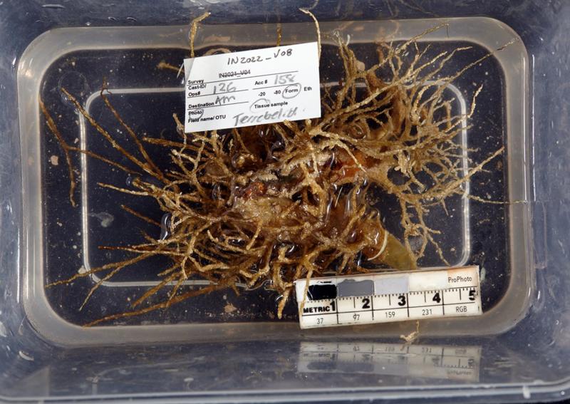 Derin Denizde Yepyeni Bir "Spagetti Solucanı" Cinsi Keşfedildi