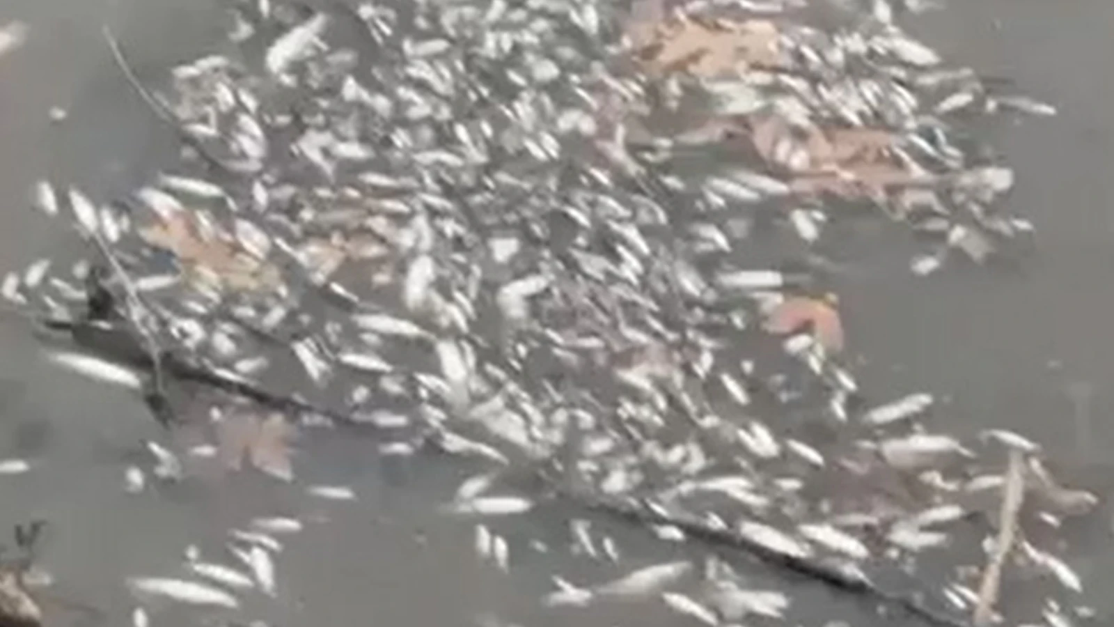 Yeşilırmak'ta balık ölümleri görüldü