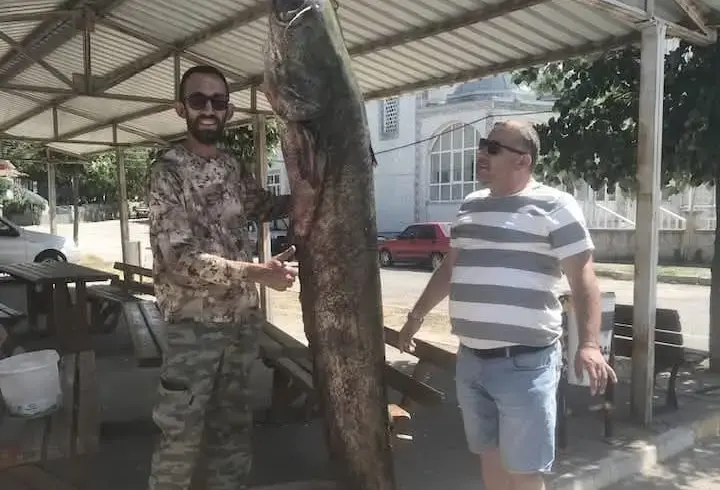 Meriç Nehri'nde 80 kilo ağırlığında yayın balığı yakaladı