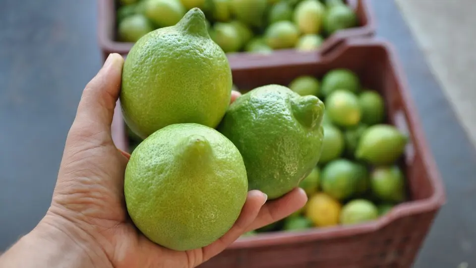 Limon ve elma ihracı kayda bağlandı