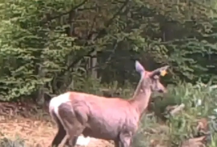 Su birikintisine giren geyik fotokapanda