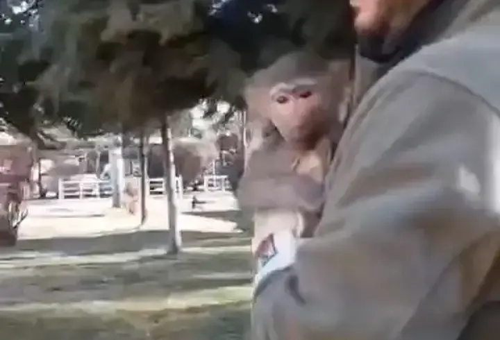 Elazığ’da, yol kenarında bulduğu maymunu ekiplere teslim etti