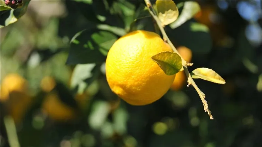 Limonda gümrük vergisi yeniden düzenlendi