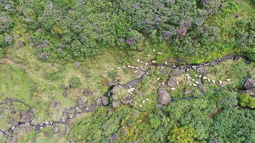 Akarsuları canlanan Sis Dağı Yaylası çiçeklerle renklendi