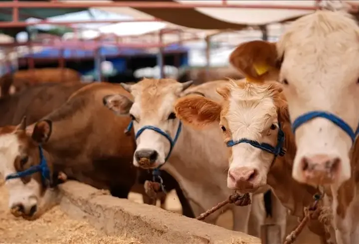 Kurban Bayramı’nda satılamayan hayvanlara ESK güvencesi! Karantina mağdurlarına yeni destek...