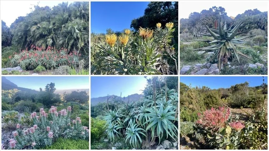 Afrika'nın güneybatı ucunda bir dünya mirası: Cape Flora Krallığı