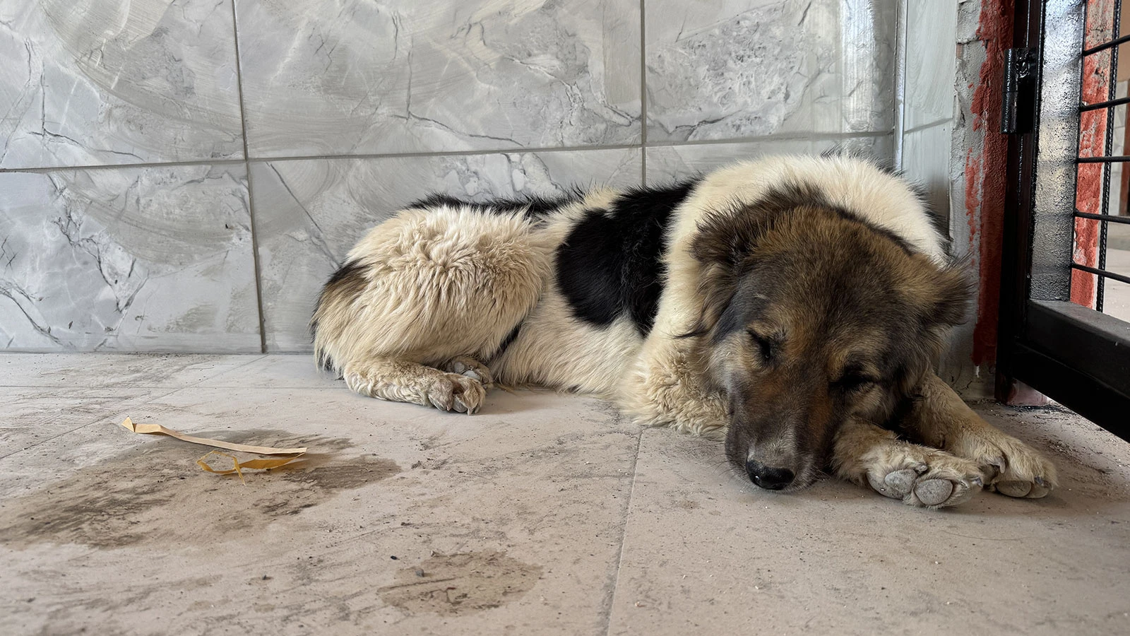 Ceylan Ertem, ölen sahibinin mezarının başından ayrılmayan köpeği evlat edindi