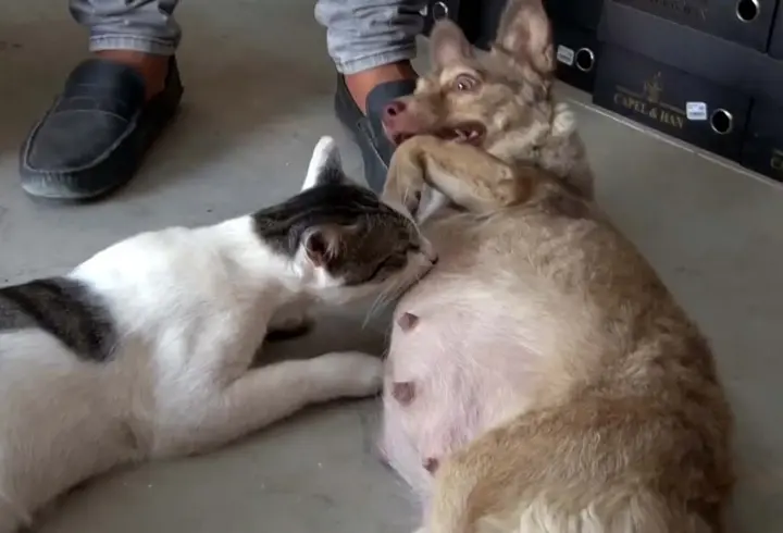 Depremzede Köpek, Çöpte Bulunan Yavru Kediye Annelik Yapıyor