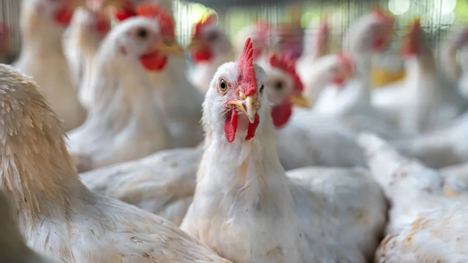 2017'den bu yana ilk! ABD'de H7N9 kuş gribi salgını görüldü