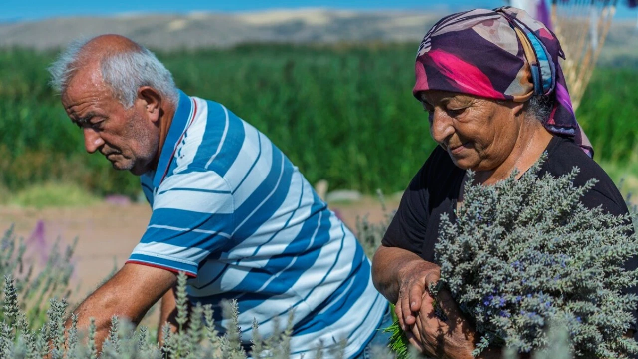 Binlerce kişi geldi, tek alıcı çıkmadı: 7 yıllık emek çöpe gidecek