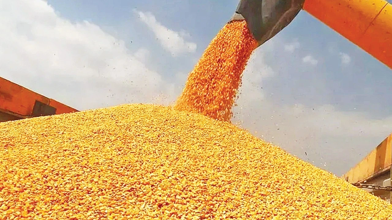 Mısır ithalatında 3 milyon tonluk tarife kontenjanı açıldı