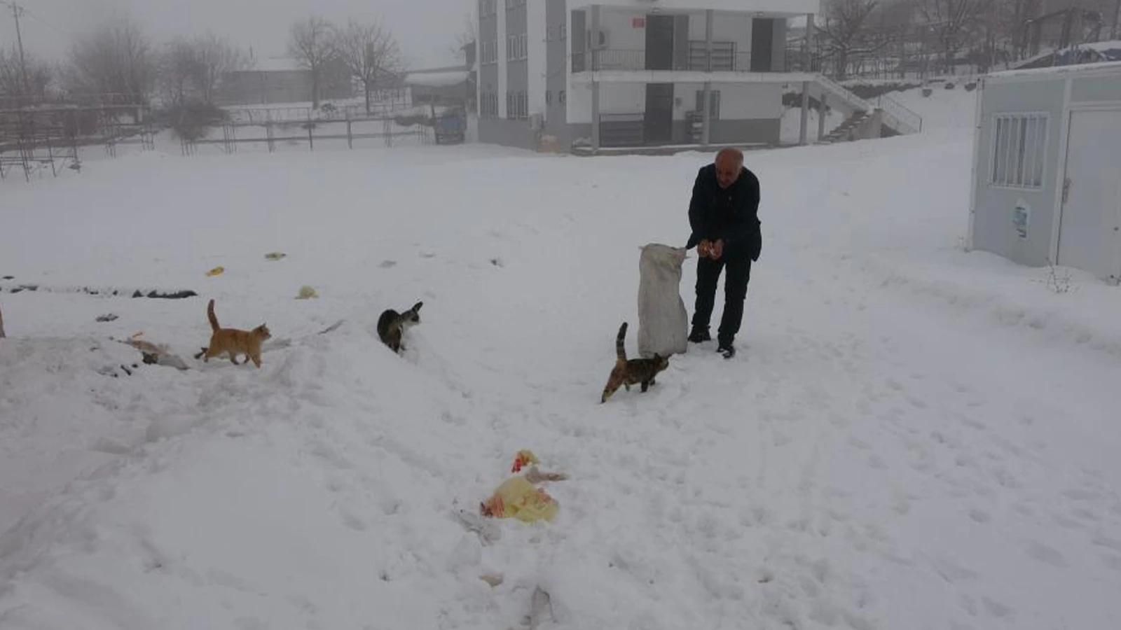 2 bin nüfuslu köyde bir aile kaldı; kedi ve köpekler onlar sayesinde yaşıyor