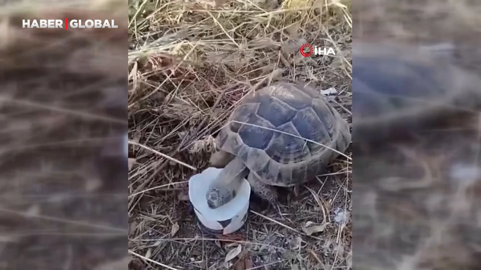 Başkentte yürek ısıtan görüntü: Susayan kaplumbağa kana kana su içti