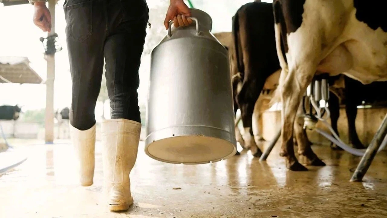 TÜSEDAD: Çiğ süt üretim maliyeti şubatta 27,64 TL’ye çıktı