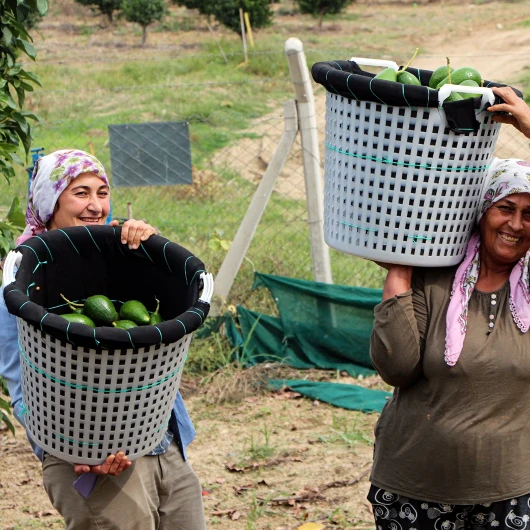 Her Ağaçtan 80 Kilo Çıkıyor: Adana'da Hasat Başladı, Bir Kilosu 110 Liraya Düşünce Kapış Kapış Gitti