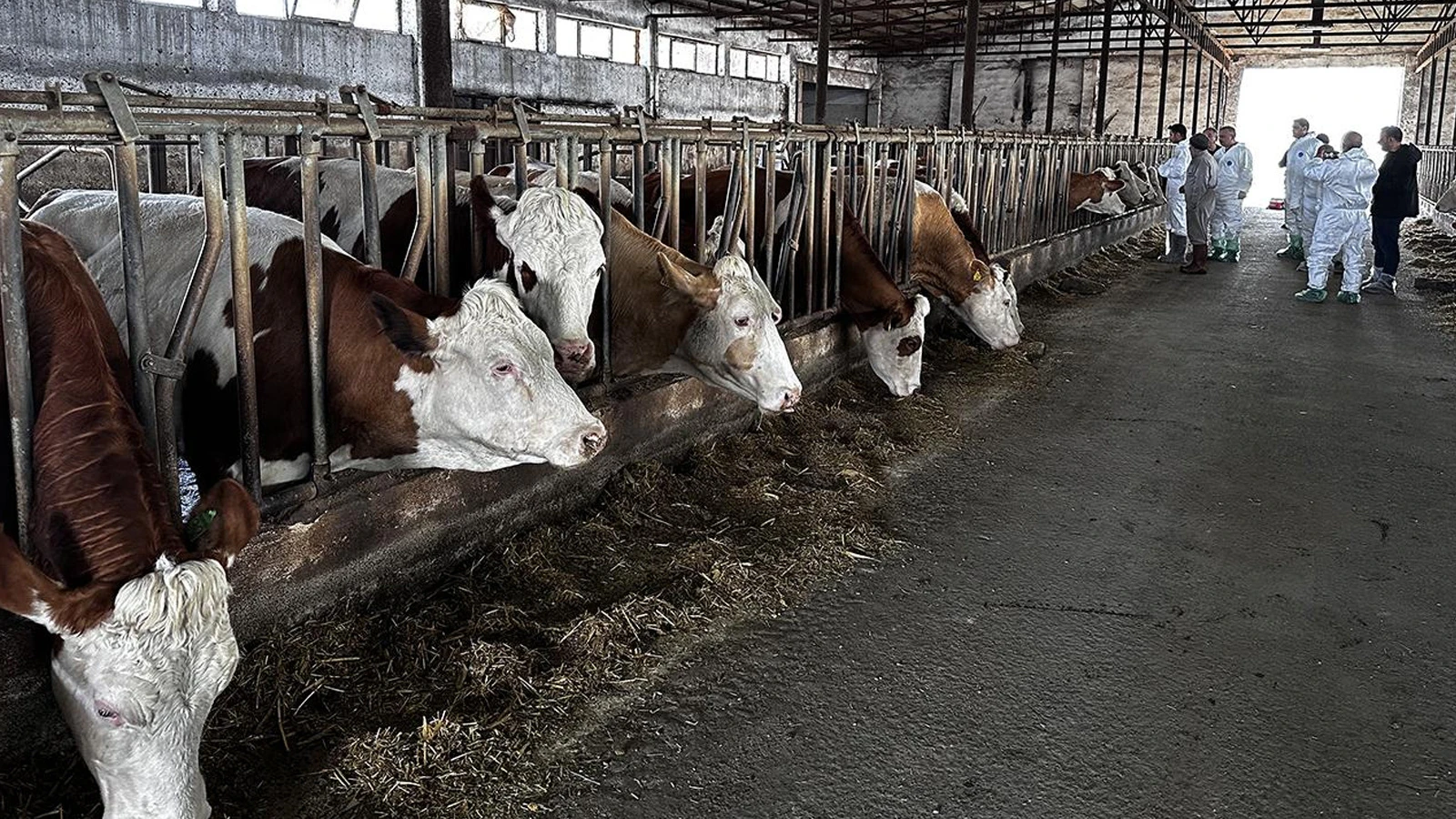 Tarım ve Orman Bakanlığı’ndan şap hastalığı açıklaması