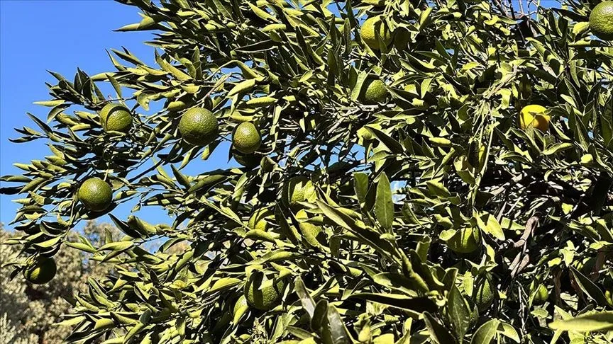 Coğrafi işaretli Bodrum mandalinasında rekolte beklentisi yüksek