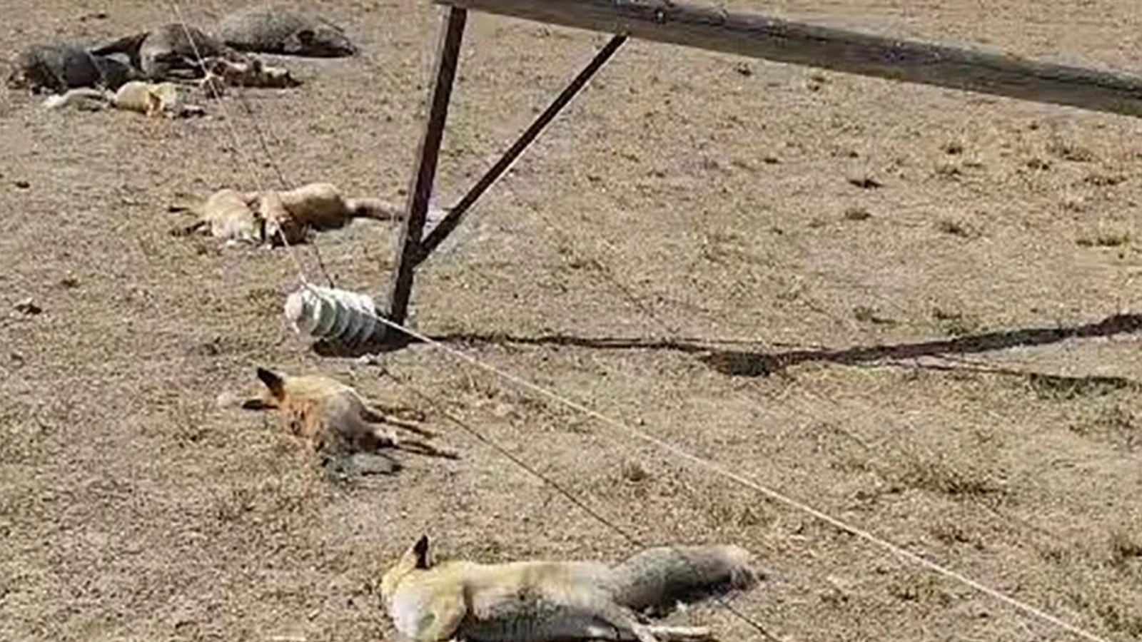 Van'da korkunç manzara! Dehşeti bir vatandaş görüntüledi
