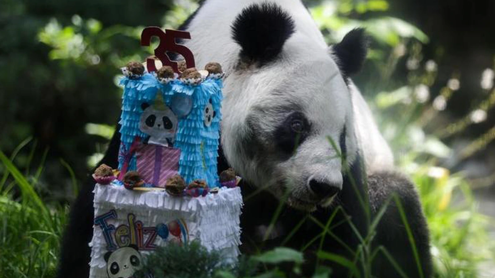 Dev panda Xin Xin'in 35’inci doğum günü kutlandı