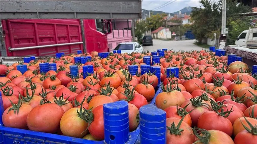Isparta'nın Deregümü köyündeki domates seralarında hasat sezonu uzadı