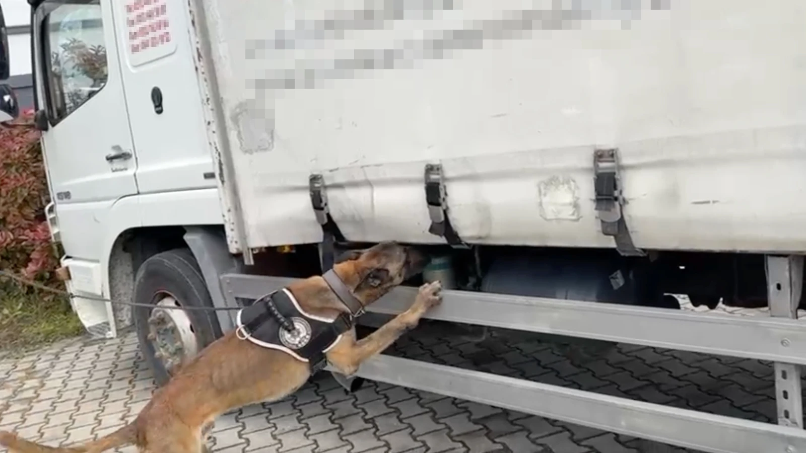 Kocaeli'de narkotik köpeği binlerce uyuşturucu maddeyi ortaya çıkardı