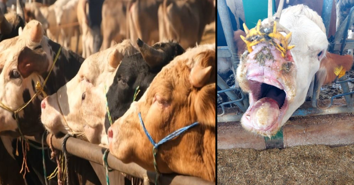 Uzmanından besicilere şap hastalığı uyarıları!