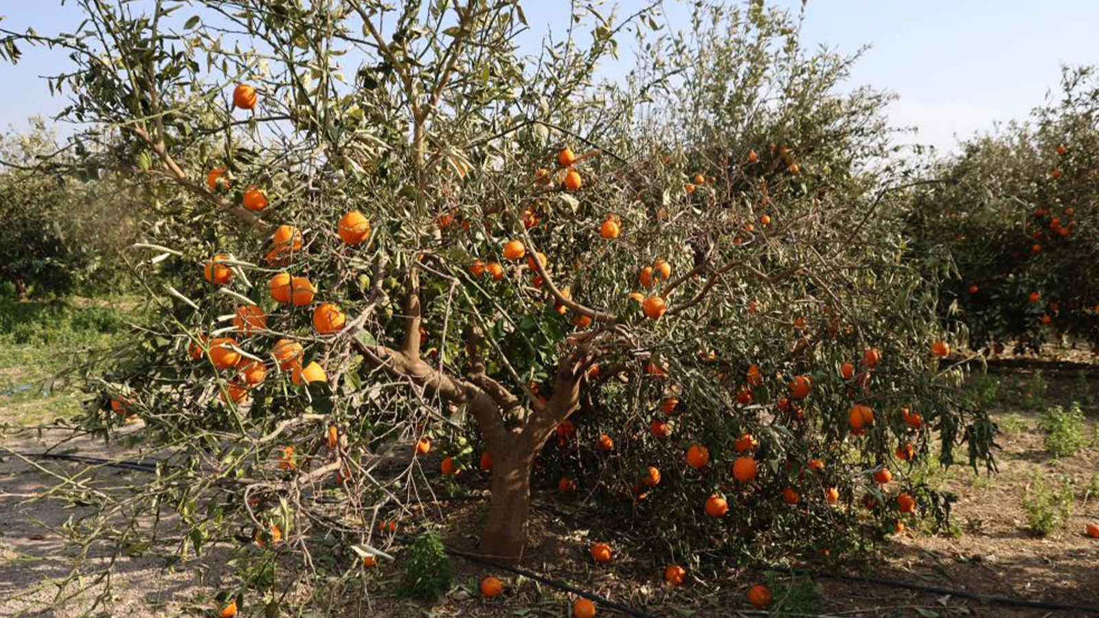 Sıcaklık ilk kez eksi 5'e düştü: Binlercesi kurumaya başladı