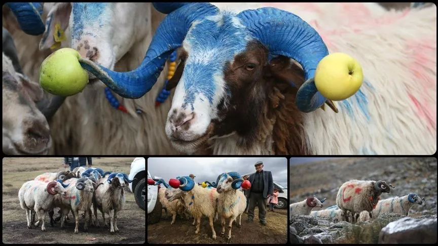 Kars'ta süslenen koçlar "çoban bayramı"yla sürüye katılıyor