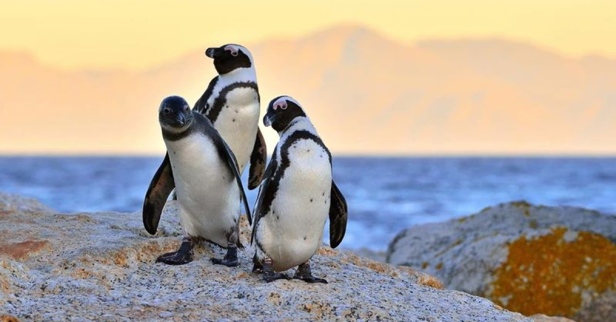 Antarktika'daki penguenlerin üreme dönemi erkene kaydı