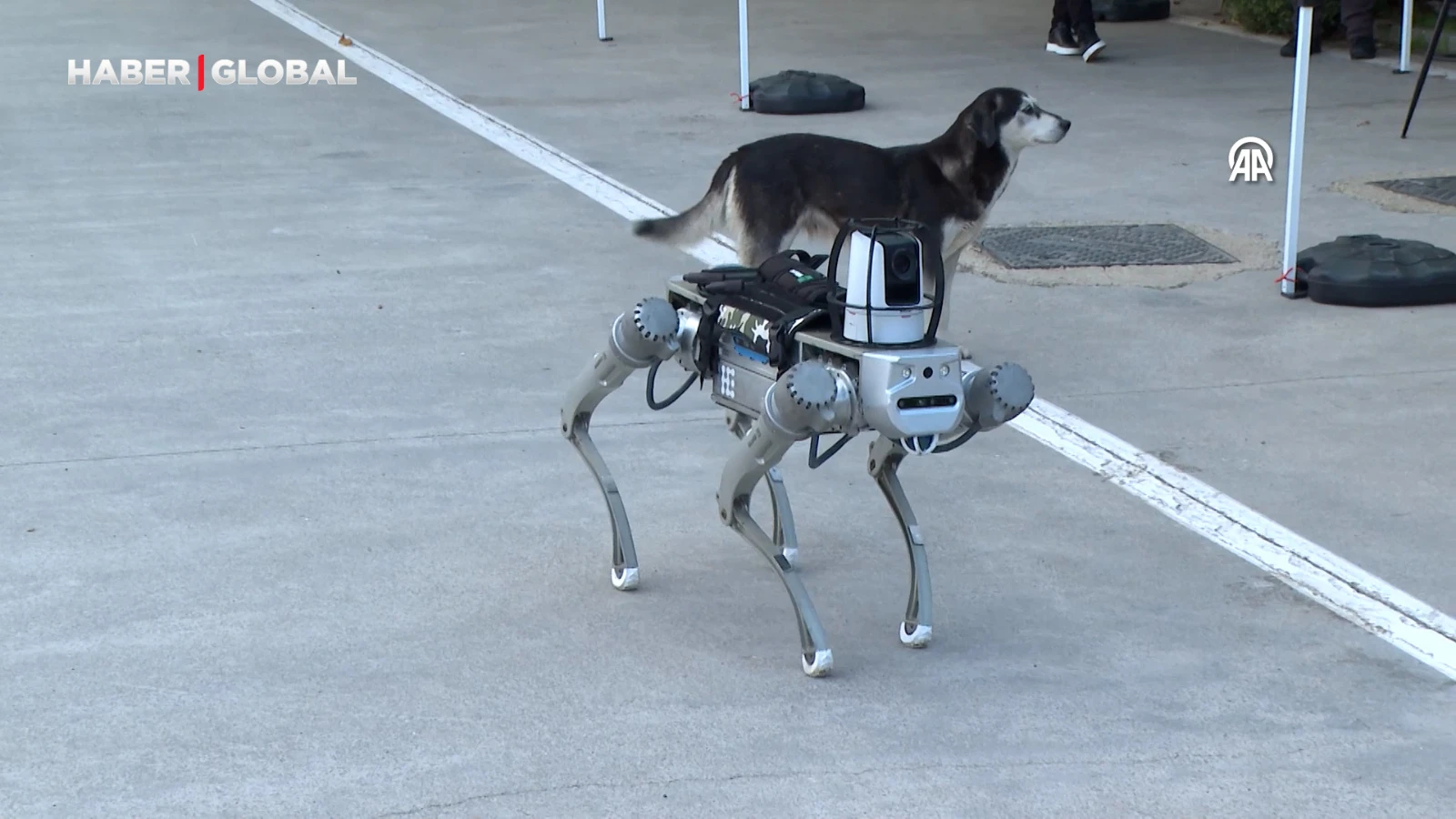 Milli robot köpek Proteo,  2026 başında göreve hazır olacak