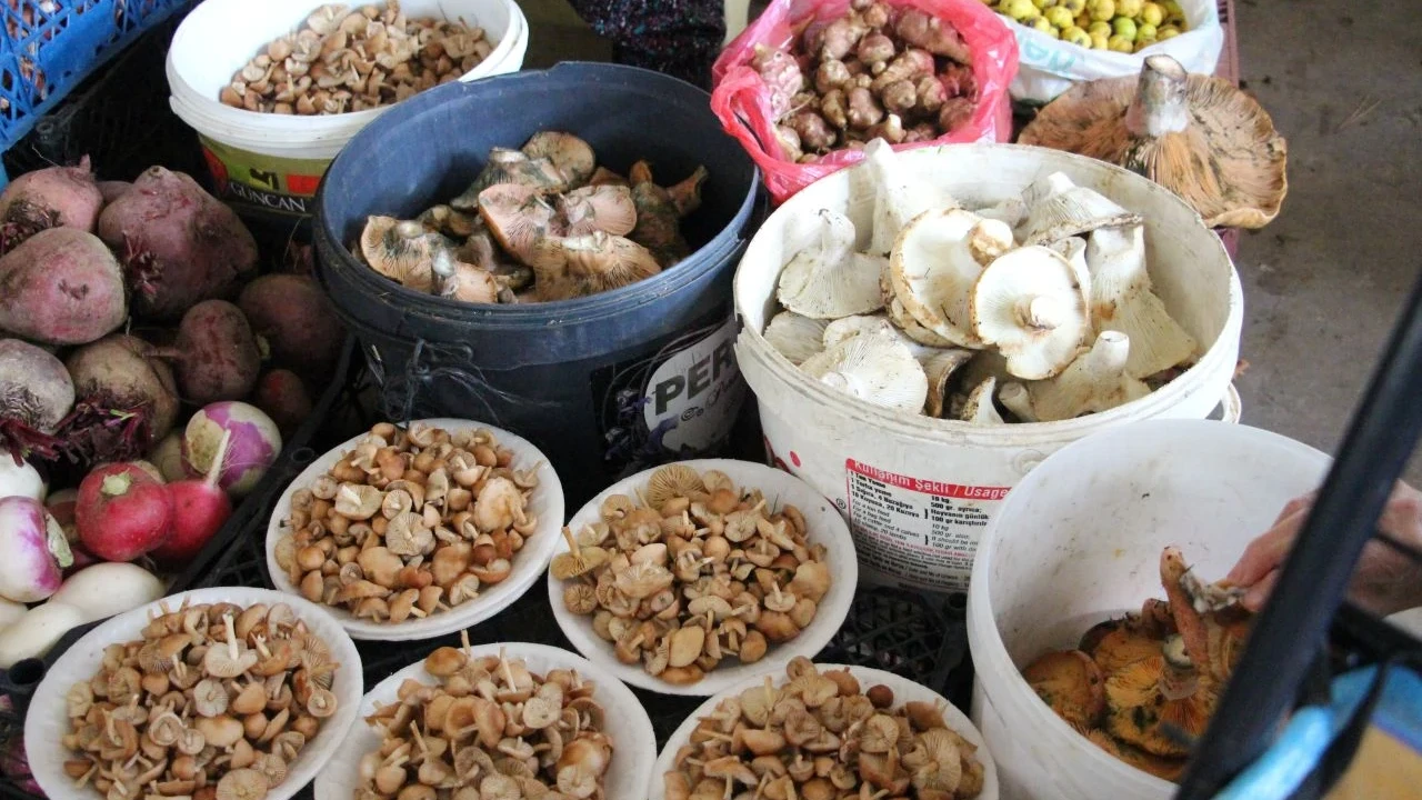 Vatandaş dağdan kova kova topladı, kilosu 400 liradan sattı