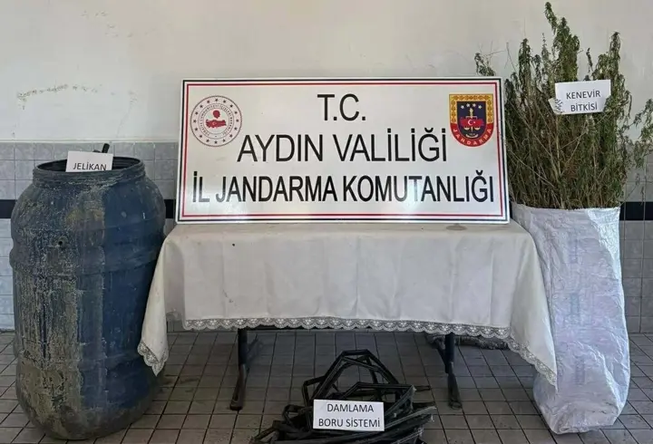Ormanda Hint keneviri yetiştiren 5 şüpheliye gözaltı