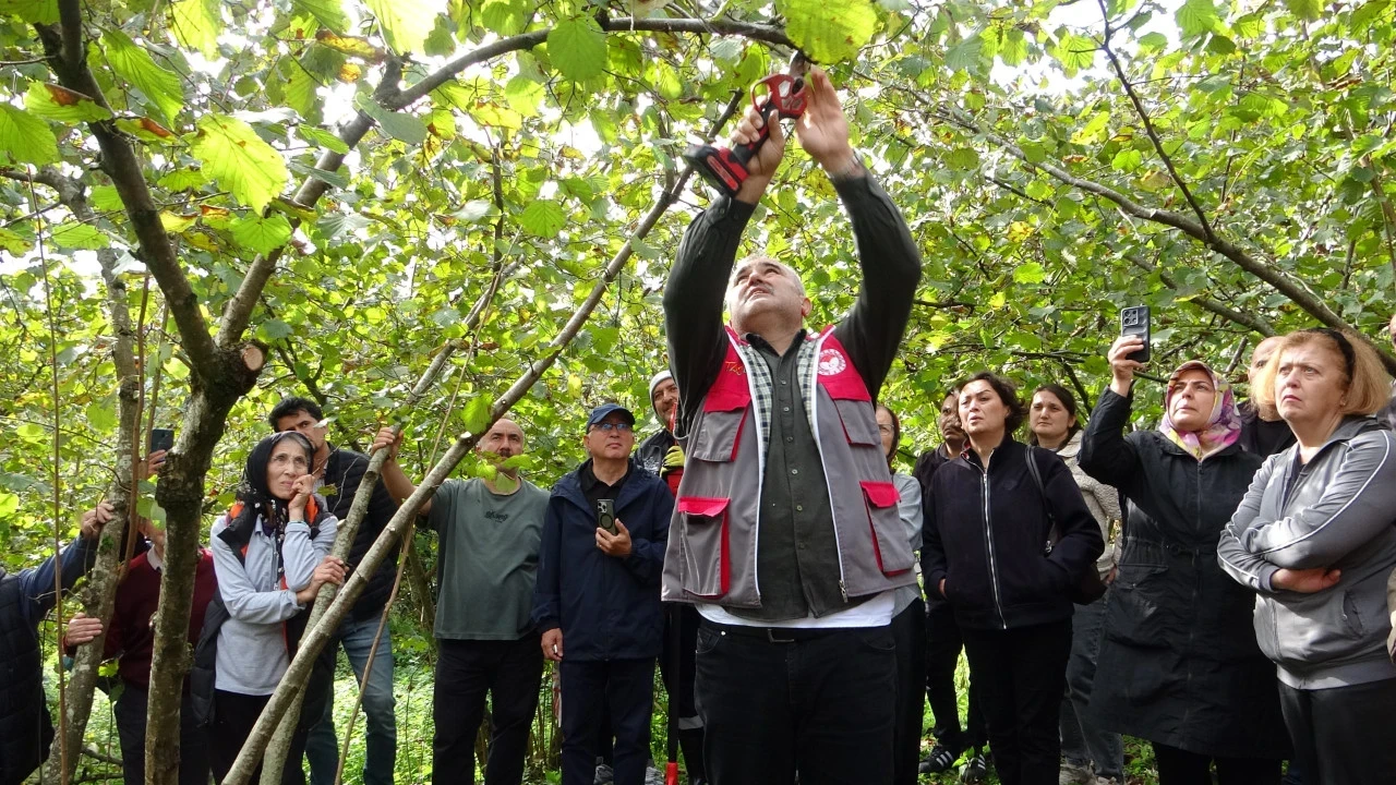 Giresun'da Fındık Üreticilerine Uygulamalı Budama Eğitim Verildi