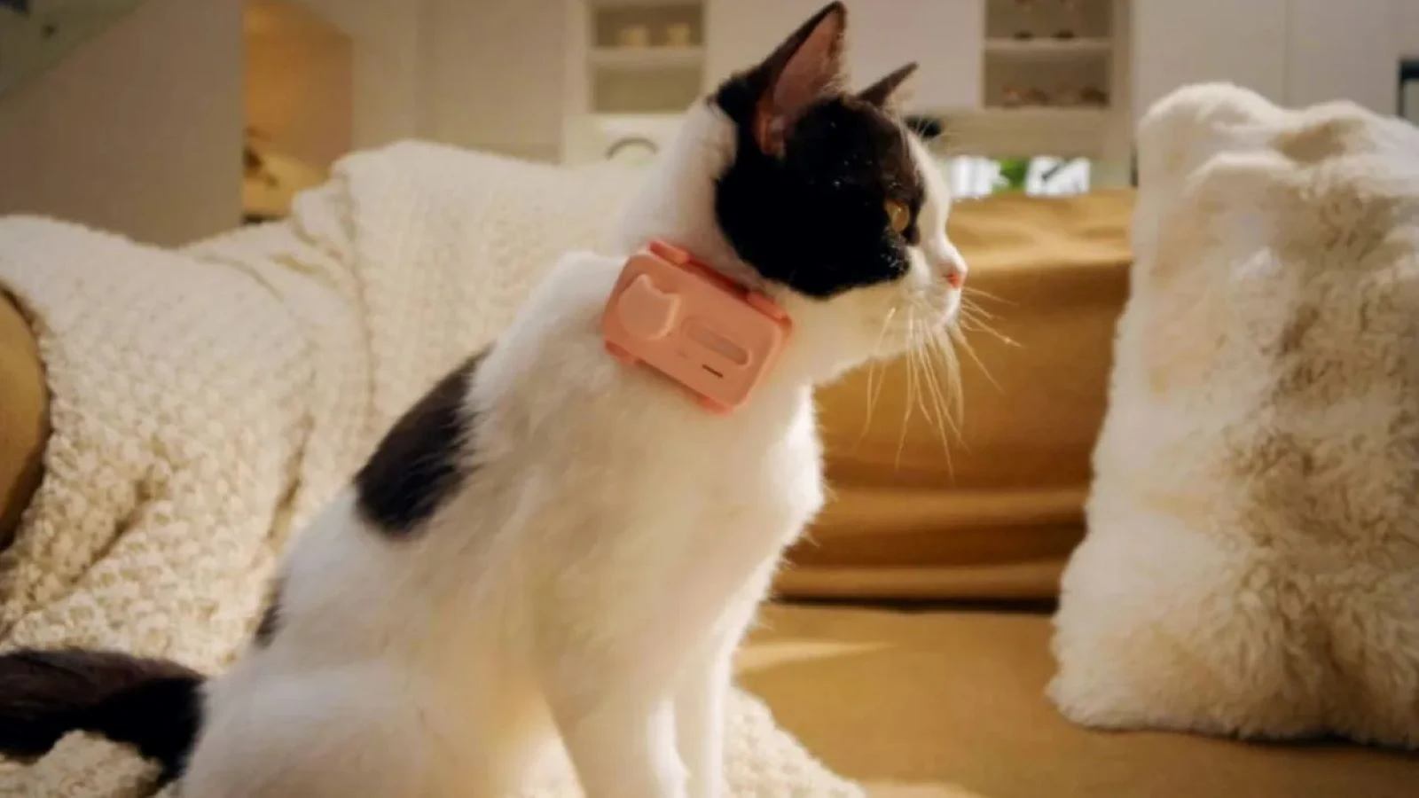 Kediler ve köpekler için cep telefonu