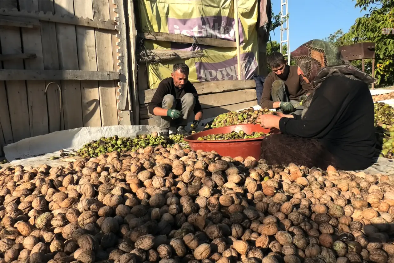 Yozgat'ta Ceviz Üretimi Artıyor, Üreticinin Fiyatı Değişmiyor