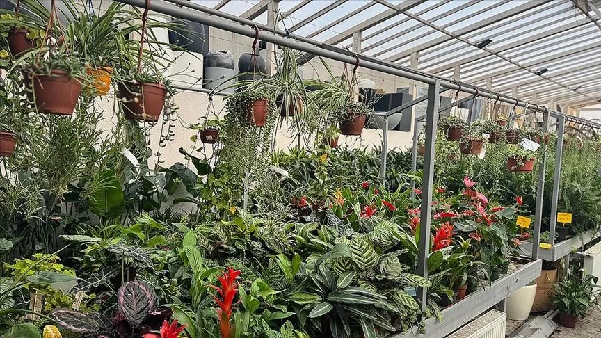 Balkon bahçeciliğine artan ilgi süs bitkisi satışlarını artırdı