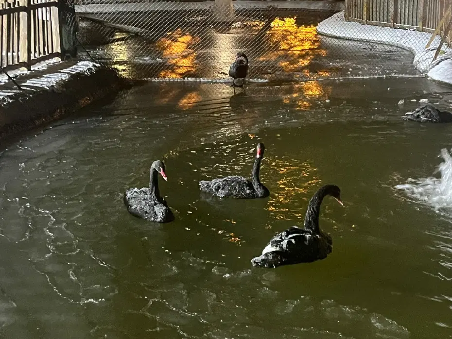 Ankara eksi 11 dereceyi gördü, Kuğulu Park buz tuttu