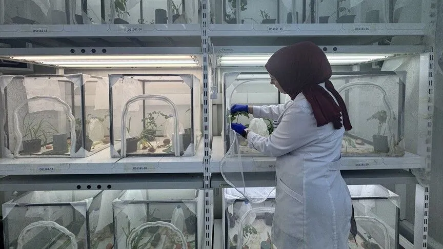 Kahverengi kokarcayla mücadele kapsamında 40 ilde doğaya 1 milyon 650 bin samuray arısı salınacak